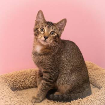 Rescue Abyssinian and Domestic Short Hair Cats for Adoption in St. Augustine, Florida - Topher | PetCurious