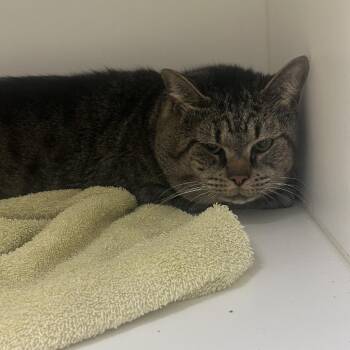Candy -  Domestic Short Hair Cat for Adoption in Philadelphia, Pennsylvania - Candy | PetCurious