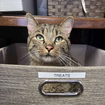 Pickles -  Domestic Short Hair Cat for Adoption in Branson, Missouri - Pickles | PetCurious