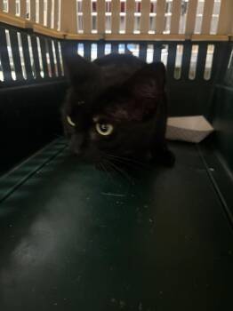 Saddle -  Domestic Short Hair Cat for Adoption in Cincinnati, Ohio - Saddle | PetCurious