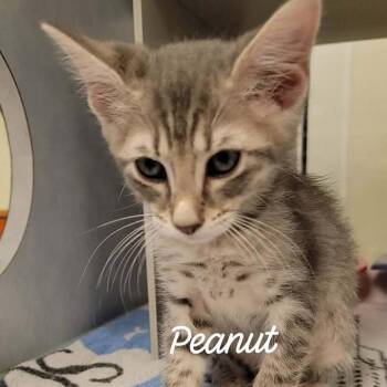 Peanut -  Domestic Short Hair Cat for Adoption in Buchanan Dam, Texas - Peanut | PetCurious