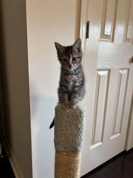 Hugo -  Tabby Cat for Adoption in Center Square, Pennsylvania - Hugo | PetCurious