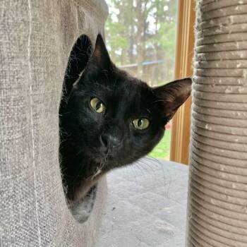 Coco -  Domestic Short Hair Cat Available for Adoption in Stockholm, Wisconsin - Coco | PetCurious