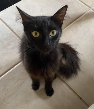 Cheyenne -  Domestic Medium Hair Cat for Adoption in Hopkinton, Massachusetts - Cheyenne | PetCurious