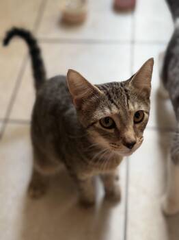 Reader -  Domestic Short Hair and Tabby Cat for Adoption in New York, New York - Reader | PetCurious