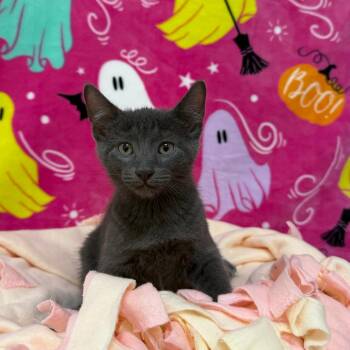 Waffles -  Domestic Short Hair Cat for Adoption in Riverwoods, Illinois - Waffles | PetCurious