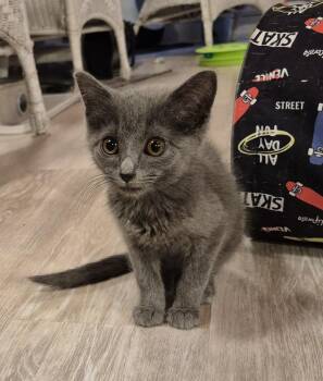 Sterling -  Domestic Short Hair Cat for Adoption in South Bend, Indiana - Sterling | PetCurious