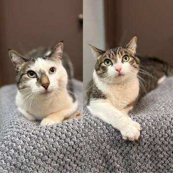 Oliver -  Domestic Short Hair Cat for Adoption in Fargo, North Dakota - Oliver | PetCurious