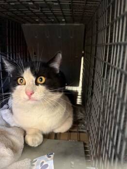 Domestic Short Hair Cats Available for Adoption - MARTY | PetCurious