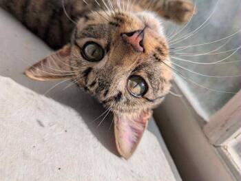 Rescue Domestic Short Hair Cats for Adoption in West Lawn, Pennsylvania - Simon | PetCurious