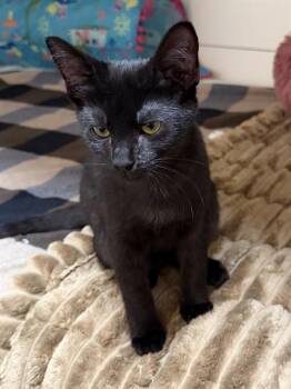 GARY -  Domestic Short Hair Cat for Adoption in San Bernardino, California - GARY | PetCurious