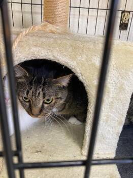 Adam -  Domestic Short Hair Cat for Adoption in Fort Worth, Texas - Adam | PetCurious