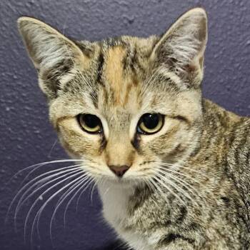 Rescue Domestic Short Hair Cats for Adoption in Grinnell, Iowa - Rumi | PetCurious