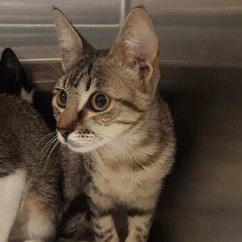 Toffee Nut -  Domestic Short Hair Cat for Adoption in Spokane, Washington - Toffee Nut | PetCurious