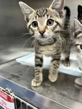 Imixer -  Domestic Short Hair Cat for Adoption in Simcoe, Ontario - Imixer | PetCurious