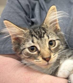 Wilt -  Domestic Short Hair Cat for Adoption in Fishers, Indiana - Wilt | PetCurious