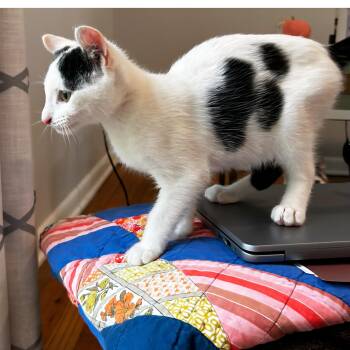 Domestic Short Hair Cats Available for Adoption in Washington, Pennsylvania - Versace | PetCurious