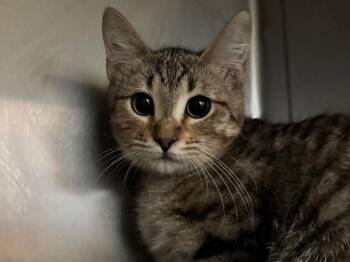 Mallow -  Domestic Short Hair and Tabby Cat for Adoption in Powell, Ohio - Mallow | PetCurious
