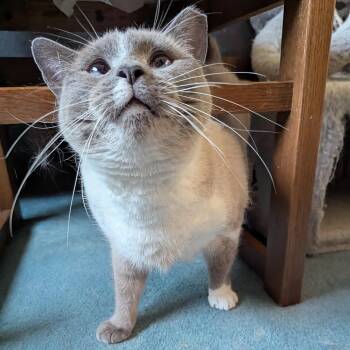 Rescue Siamese Cats for Adoption - Iris | PetCurious