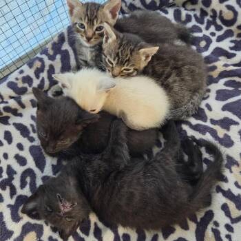 Newbie W2 -  Domestic Short Hair Cat for Adoption in Pahoa, Hawaii - Newbie W2 | PetCurious