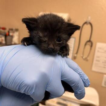 Cyclops -  Domestic Short Hair Cat for Adoption in Tempe, Arizona - Cyclops | PetCurious