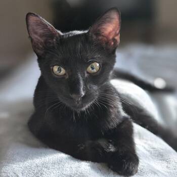Bayu -  Domestic Short Hair Cat for Adoption in Houston, Texas - Bayu | PetCurious