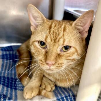 Zebra Cake -  Domestic Short Hair Cat for Adoption in Austin, Texas - Zebra Cake | PetCurious