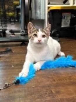 Mira -  Tabby Cat for Adoption in San Antonio, Texas - Mira | PetCurious