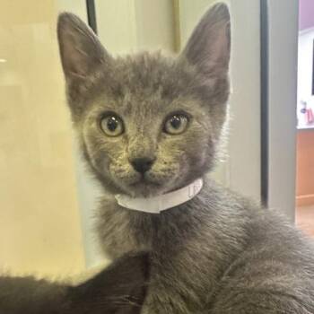 Lava Rock -  Domestic Short Hair Cat for Adoption in Walnut Creek, California - Lava Rock | PetCurious