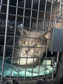 Helium -  Domestic Short Hair Cat for Adoption in Virginia Beach, Virginia - Helium | PetCurious