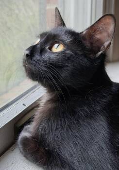 MUSHY -  Domestic Short Hair and Bombay Cat for Adoption in Allentown, New Jersey - MUSHY | PetCurious