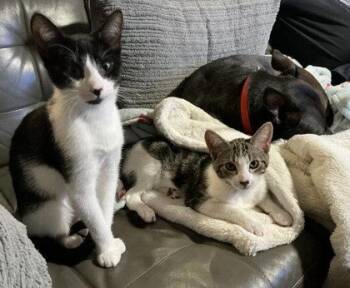 Domestic Short Hair Cats Available for Adoption - Hazel Clarkson - Adopt With Coconut | PetCurious