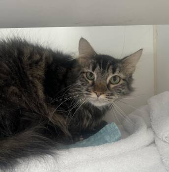 Fluffy -  Domestic Short Hair Cat for Adoption in Reisterstown, Maryland - Fluffy | PetCurious