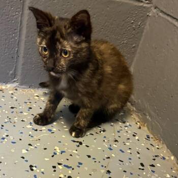 TUSC-Stray-85251 -  Domestic Short Hair Cat for Adoption in Tuscaloosa, Alabama - TUSC-Stray-85251 | PetCurious
