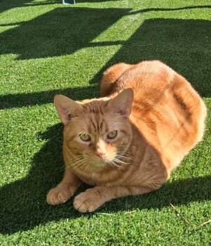 Cheddar -  Domestic Short Hair Cat for Adoption in Courtenay, British Columbia - Cheddar | PetCurious