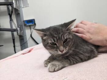 Rescue Domestic Short Hair Cats for Adoption in Cleveland, Ohio - Alder | PetCurious