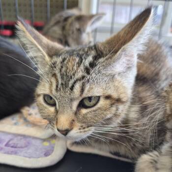 Sapphire -  Domestic Short Hair Cat for Adoption in Eugene, Oregon - Sapphire | PetCurious