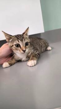 Alpha -  Domestic Short Hair Cat for Adoption in Athens, Tennessee - Alpha | PetCurious