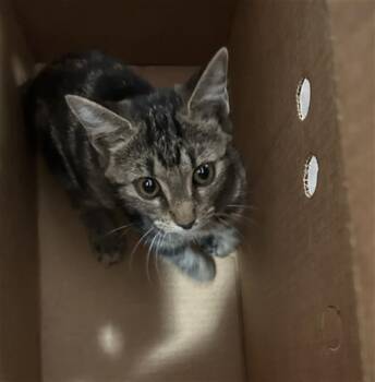 Rescue Domestic Short Hair Cats for Adoption in Dallas, Texas - LUPAN | PetCurious