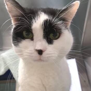 Kelly -  Domestic Short Hair Cat for Adoption in York, Pennsylvania - Kelly | PetCurious