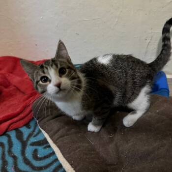 Rescue Domestic Short Hair Cats for Adoption in Portage, Michigan - Elizabeth | PetCurious