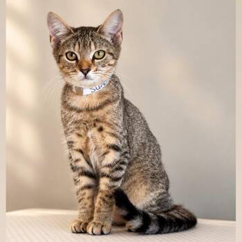 Sugar -  Domestic Short Hair Cat for Adoption in Syosset, New York - Sugar | PetCurious