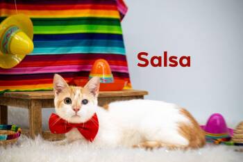 Domestic Short Hair Cats Available for Adoption in Sevierville, Tennessee - Salsa | PetCurious