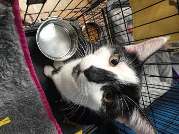 Mochi and Murphy -  Domestic Short Hair Cat for Adoption in Louisville, Kentucky - Mochi And Murphy | PetCurious