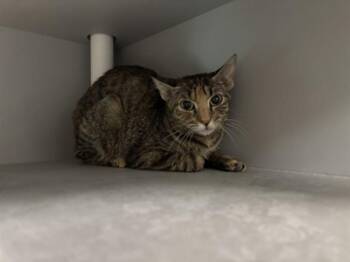 ZAP -  Domestic Short Hair Cat for Adoption in Rowlett, Texas - ZAP | PetCurious