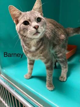 Barney -  Domestic Short Hair Cat for Adoption in Plattsburgh, New York - Barney | PetCurious