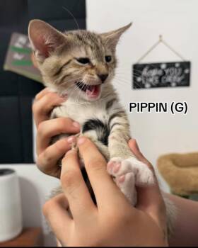 Pippin -  Domestic Short Hair Cat for Adoption in Sneads Ferry, North Carolina - Pippin | PetCurious