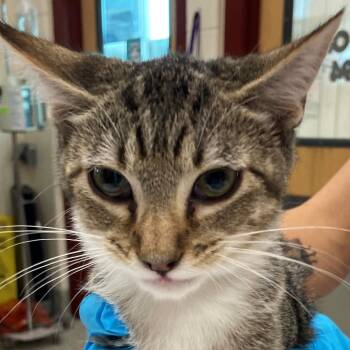 Raja -  Domestic Short Hair Cat for Adoption in Lakewood, Colorado - Raja | PetCurious