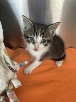 Omar -  Domestic Short Hair Cat for Adoption in Westland, Michigan - Omar | PetCurious