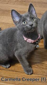 Rescue Domestic Short Hair Cats for Adoption in North Brunswick Township, New Jersey - Carmella Creeper | PetCurious